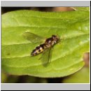 Meligramma triangulifera - Schwebfliege w01.jpg